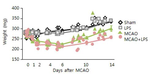 MCAO 후 1, 2, 4, 6, 10, 14일 후에 MCAO control animal과 MCAO+LPS animal 의 체중을 조사