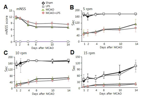 MCAO 후 1, 2, 4, 6, 10, 14일 후, modified neurological deficits (mNSS)를 조사하고 운동 능력을 rota-rod를 사용하여 조사