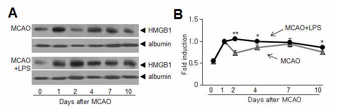 뇌졸중 후 감염 복합동물모델 (MCAO+LPS, 24시간 후처치, 1회)을 사용하여 serum HMGB1 양을 immunblot으로 조사