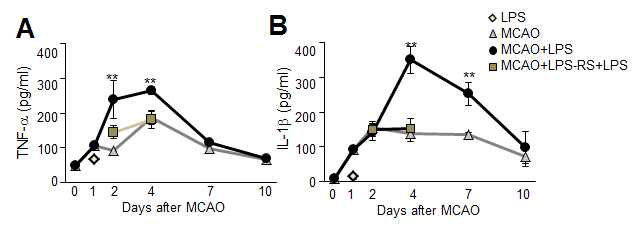 MCAO+LPS 동물모델을 사용하여 serum에서의 cytokine 양을 ELISA를 사용하여 조사