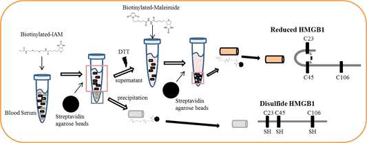 HMGB1 redox type은 biotinylated-AM과 biotinylated-Maleimide와의 연속적 결합, streptoavidin을 통한 침전을 시용해 수행