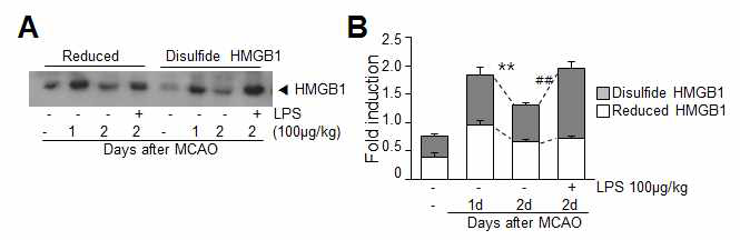 MCAO, MCAO+LPS 동물에서 HMGB1의 redox type을 조사함
