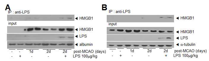 MCAO+LPS 동물 모델에서, MCAO 후 분비 축적된 HMGB1과 LPS의 직접적인 결합을 co-immunoprecipitation을 통해 조사