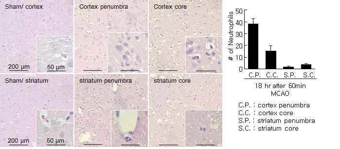 MCAO 후 재관류 18시간 후의 뇌조직 각 부위에 유입된 neutrophil의 숫자를 H/E 염색한 뇌조직을 이용해 조사