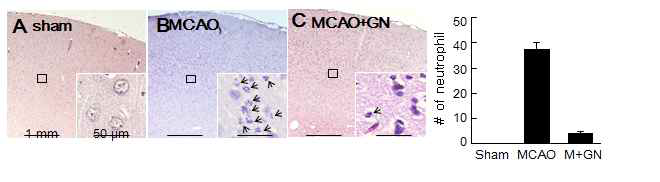 글리시리진을 투여한 MCAO 동물의 재관류 18 시간 후의 뇌조직 각 부위에 유입된 neutrophil의 숫자를 H/E 염색을 이용해 조사