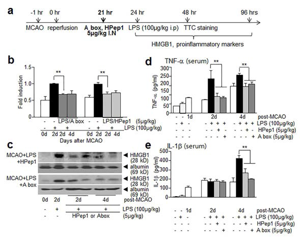 MCAO와 MCAO+LPS 동물모델에서 HMGB1 억제 펩타이드를 MCAO 후 21시간에 투여한 후 48시간, 96시간 후 serum HMGB1, Cytokine level을 을 조사