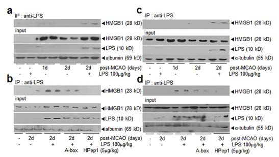 MCAO와 MCAO+LPS 동물serum과 뇌조직에서의 HMGB1 억제 펩타이드의 HMGB1-LPS 복합체 형성 억제를 co-immunoprecipitation 실험을 통하여 조사