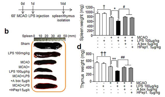 HMGB1 억제펩타이드를 투여한 후, 뇌졸중 후 감염 동물 모델에서 관찰되는 spleen의 크기, 무게, thymus 의 무게를 조사 비교함