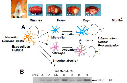 (A) 뇌졸중의 진행 단계에 따른 HMGB1의 역할. 신경세포 급성 손상으로 대량 유리된 HMGB1은 다른 신경 세포의 손상 유도, microglia 활성화를 통한 염증 유발 등을 통해 뇌신경계 손상을 지속적으로 유도함. (B)60 분 MCAO 후 CSF에 축적된 HMGB1의 양을 Immunoblot으로 조사