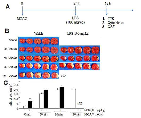 30분, 45분, 60분, 90분 120분 MCAO 동물모델에 100 mg/kg LPS를 24 시간 후에 투여 한 후 48시간에 LPS에 의해 유도되는 뇌경색 부피의 확대 효과를 TTC 염색을 통해 조사