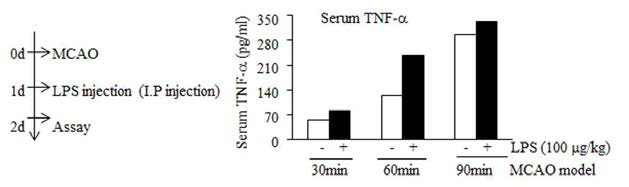 30분, 45분, 60분, 90분 120분 MCAO 동물모델에 100 mg/kg LPS를 24시간 후에 투여 한 후 48시간에 유도되는 TNFα양 조사