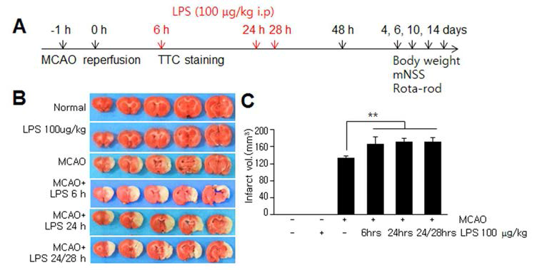 MCAO (60 min) 동물 모델 제작 6 시간, 24 시간 후에 LPS를 1회, 혹은 24시간, 28시간 후에 2회 투여한 후, 경색 부피를 TTC 염색을 통하여 측정함