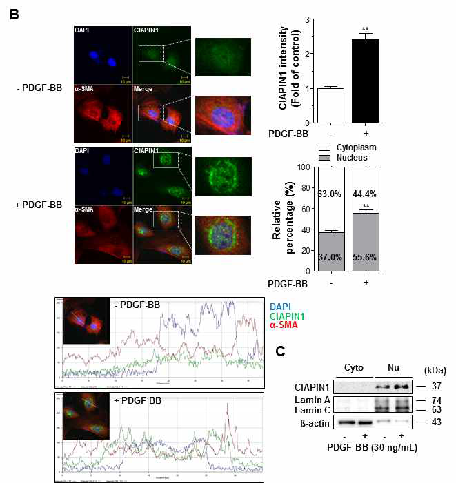 B-C. PDGF-BB가 유도된 혈관평활근세포에서 CIAPIN1의 발현 분포 확인