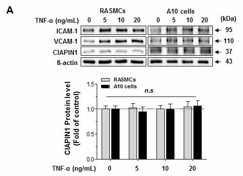 A. TNF-α를 처리한 혈관평활근세포에서 ICAM-1, VCAM-1 및 CIAPIN1의 발현 관찰