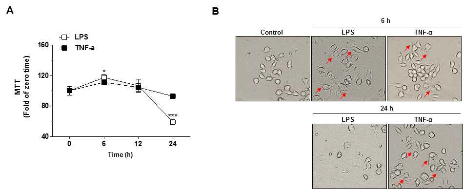 A and B. LPS와 TNF-α를 처리한 Raw264.7에서 세포 독성 및 morphology 변화 관찰