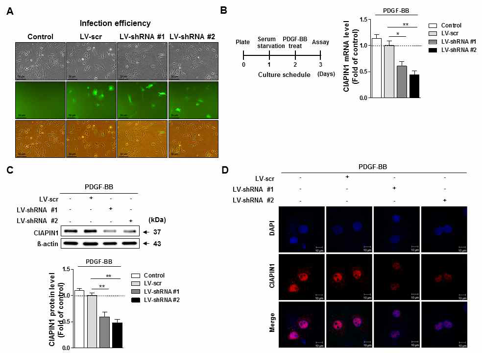 A-D. CIAPIN1 shRNA를 이용한 knockdown stable cell 구축. (A) shRNA 효율 확인을 위한 GFP 측정 (B) CIAPIN1 mRNA, (C) 단백질 발현 및 (D) 핵내 발현 확인