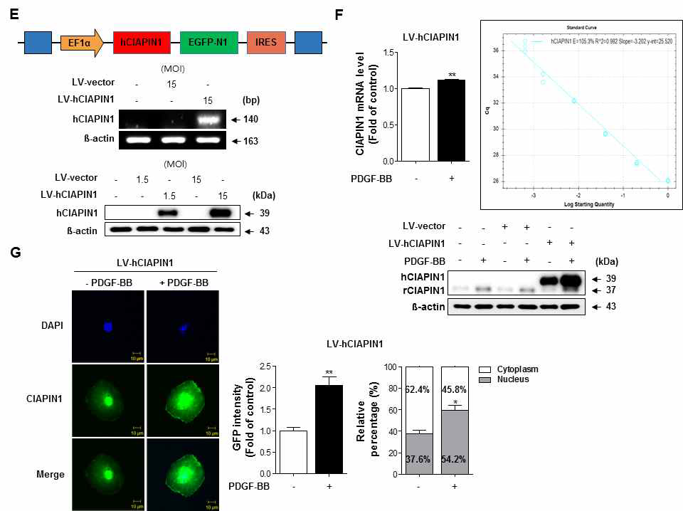 E-G. Human CIAPIN1를 이용한 overexpression stable cell 구축. CIAPIN1 overexpression (E) mRNA 및 단백질 발현 확인과 (F) PDGF-BB에 대한 반응성 및 (G) 핵내 발현 증가 확인