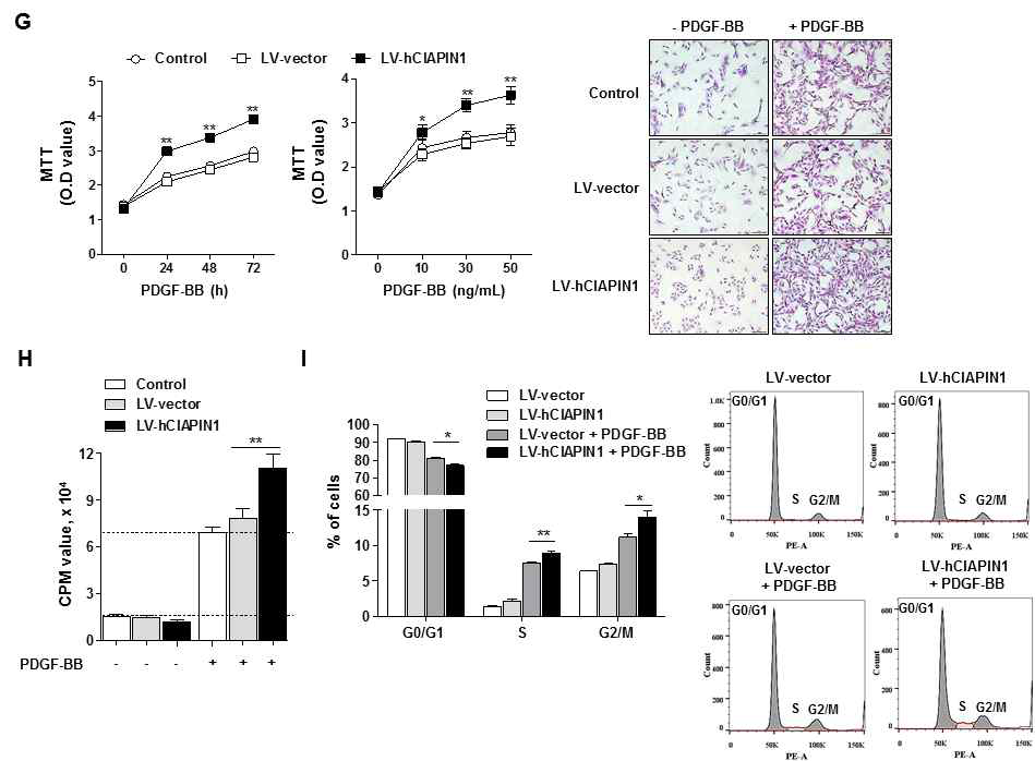 G-I. CIAPIN1 overexpression stable cell에서 PDGF-BB에 의한 (G) 증식, (H) DNA 합성 증가 및 (I) 세포 주기 S기 증가와 G0/G1 감소 확인