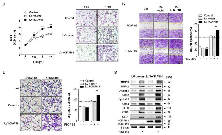 J-M. CIAPIN1 overexpression stable cell에서 (J) FBS에 의한 증식, (K-L) PDGF-BB에 의한 이동 증가, (M) 증식 및 이동 관련 기전 확인