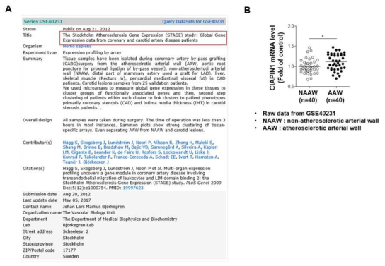 A-B. 동맥경화증 환자의 (A) 유전자풀 데이터와 (B) 동맥경화 관련 혈관과 정상혈관에서의 CIAPIN1 mRNA의 발현 비교 확인