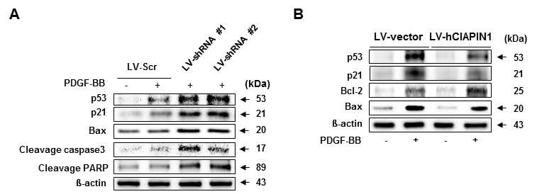 A-B. (A) CIAPIN1 knockdown (B) overexpression stable cell에서 p53과 관련 하위기전 활성 변화 확인