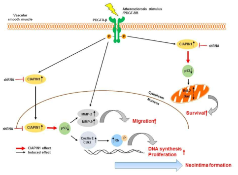 CIAPIN1에 의한 혈관평활근 증식 및 이동 억제 기전