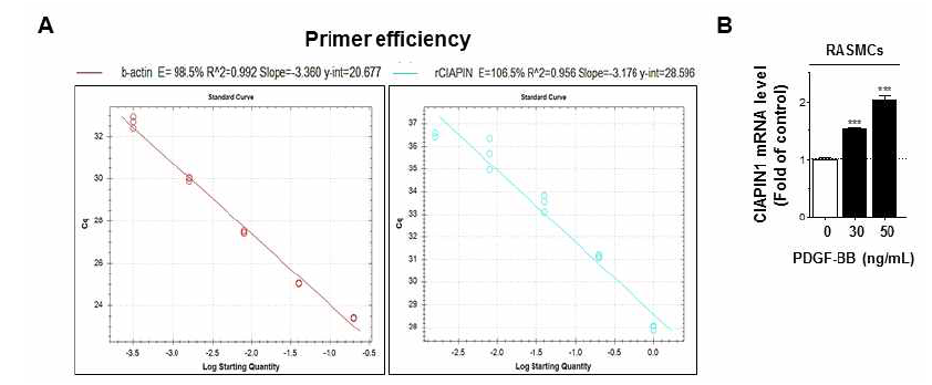 A and B. Primer efficiency 측정과 혈관평활근세포에서 PDGF-BB에 의한 CIAPIN1 mRNA 발현 변화 확인