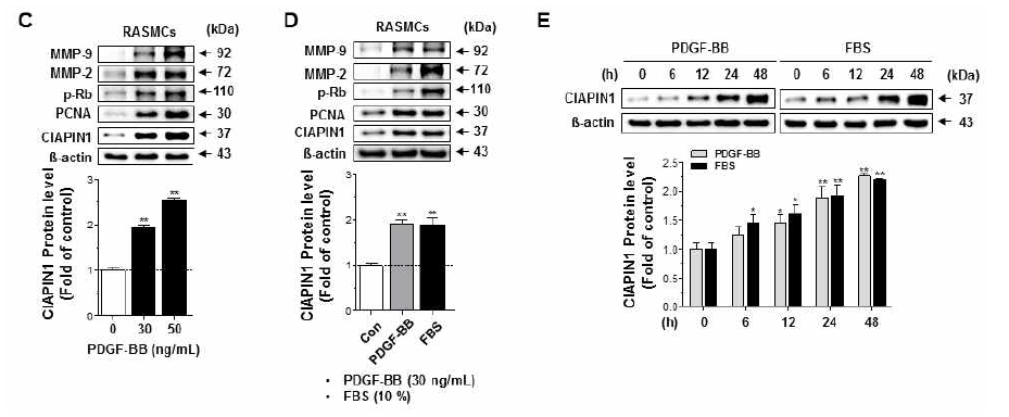 C-E. 혈관평활근세포에서 PDGF-BB에 의한 CIAPIN1 단백질 발현 변화 확인