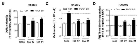 B-D. CIAPIN1 knockdown 혈관평활근세포에서 증식 및 DNA 합성 감소 확인