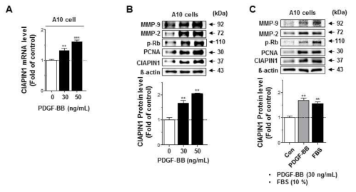 A-C. A10 cell에서 성장인자 처리에 의한 CIAPIN1 mRNA 및 단백질 발현 변화 확인