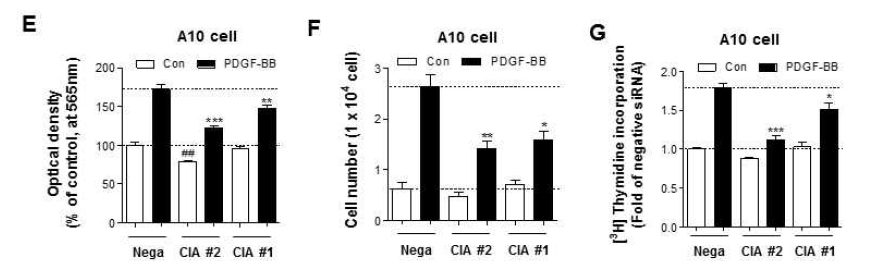 E-G. CIAPIN1 knockdown A10 cell에서 증식 및 DNA 합성 감소 확인