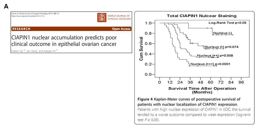 A. 암세포에서 CIAPIN1의 발현이 주로 핵내에 존재시 치료에 대한 예후가 좋지 않다는 보고