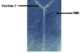 Parylene 코팅된 PDMS 층 사진