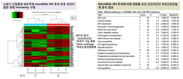 MicroRNA-494 투여 전 후의 gene expression microarray 결과 및 gene ontology 분석