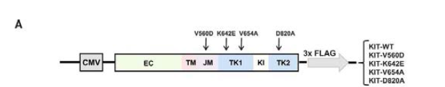 돌연변이 KIT 발현 벡터 모식도