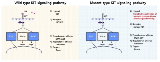 정상형 KIT와 돌연변이형 KIT 단백질의 활성화 경로 및 하위신호 전달체계 구성 모식도