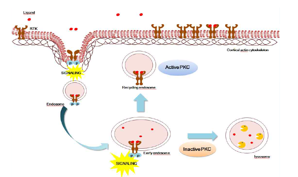 대장암에서 정상형 KIT의 활성화 및 PKC에 의한 재활용 모식도, 정상 KIT는 PKC가 활성화된 상태에서는 재활용 됨
