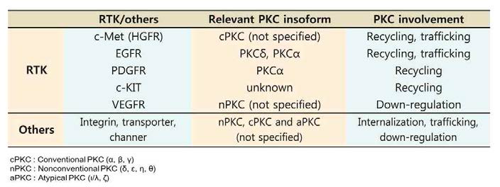 RTK를 재활용에 관여하는 것으로 알려진 PKC 종류 및 조절 기전