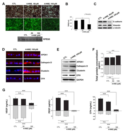 hfRPE 세포는 4-HNE 약물에 24시간 처리 후 분석함. (A) 50µM 과 100μM 농도의 4-HNE 약물 처리 24시간 후 대조군 (CTL) 과 함께 위상차 현미 경 촬영 (A; 상단) 과 밀착연접 단백질 마커인 ZO-1 항체 면역염색 (A; 중간) 을 진행함. RPE 특정 단백질인 RPE65 발현을 전기영동 (A; 하단) 을 통해 확인함. 4-HNE 약물의 농도가 증가함에 따라 색소량, ZO-1과 RPE65 발현이 감소함. (B) TER 값 측정결과 100μM 농도에서 대조군에 비하여 확연한 감소함. 측정값은 T- 검증을 통하여 유의성검증을 진행하였으며 이때 p-값은 0.01 이하였음 (**p<0.01). (C) 전기영동을 통하여 4-HNE 약물농도가 증가함에 따라 상피세포 발현 마커인 E-cadherin의 감소와 중간엽 (Mesenchymal) 세포 발현 마커인 Vimentin의 증가를 확인함. (D) 면역염색법을 통하여 4-HNE 100μM 농도에서 대조군과 비교하여 Drusen 관련 엑소좀 단백질인 APOA1, Cathepsin D, Clusterin, CFH의 단백질 발현량을 확인하였으며, 결과로 APOA1, Cathepsin D, Clusterin이 증가함을 확인함. (E) 전기영동을 통한 대조군과 4-HNE 100μM 농도 에서의 APOA1, Cathepsin D, Clusterin, CFH의 단백질 발현량을 비교하였으며, CFH의 변화는 없었으며 나머지 단백질 마커들의 증가를 확인함. (F) Apical, Basal conditioned medium의 총 단백질량의 농도를 측정함. 대조군과 4-HNE 50μM 농도에서의 총 단백질량은 basal에서의 농도가 apical보다 높았으나, 4-HNE 100μM 농도에서의 총 단백질량은 역전이 됨 (Apical에서 basal보다 높은 농도). (G) 세포내 VEGF, PEDF, CFH 분비작용 활성도를 확인하기 위하여 Apical 과 Basal conditioned medium을 수집하여 ELISA 분석을 시행함. 기저막으로부터 분비되는 VEGF는 4-HNE 100μM 농도에서 apical, basal 모두 감소하였으며 특히 basal의 큰 감소를 보였다