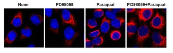산화 스트레스에 의한 인산화된 케라틴-8의 재배열과 EKR 억제제인 PD98059를 이용한 케라틴-8의 재배열의 억제 확인. PD98059를 처리한 세포에서 인산화된 케라틴-8이 세포질 전반부에 넓게 퍼져 있음을 관찰할 수 있음