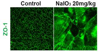 C57BL/6 마우스의 망막색소상피세포에 산화스트레스 유발하여 안저검사사진(Fundus photo) 및 ZO-1 면역 염색을 통해 구조를 확인