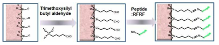 aldehyde 전처리-RFRF 펩타이드 기능화 모식
