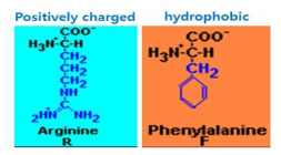 Arginine (R) 과 Pheynylalanine (F) 펩타이드의 분자구조