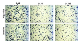 J1J1 항체에 의한 OVCAR3 세포주의 전이 및 침윤 억제