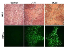 J1J1, J1J22 항체의 항암효과