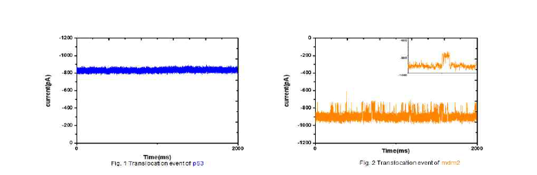 -100 mV 에서 p53 (blue) 및 MDM2 (yellow) 단백질의 translocation 측정