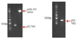 GST-fused p53 TAD 단백질 cloning