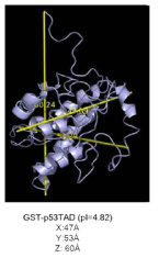 GST-fused p53 TAD 단백질 (PDB code: 1BG5)의 size dimension 측정 (GST 의 X,Y,Z축에 대한 size dimension)