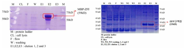 SDS PAGE를 이용한 정제한 단백질의 크기 확인