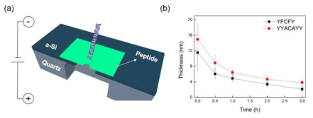 (a) 저잡음 나노이온소자에 전사되어 만들어진 peptide nanopore의 모식도. (b) 화학적 에칭을 통한 peptide membrane의 두께 조절